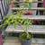 Silver Willow Tree or Bonsai tree 3 thumbnail