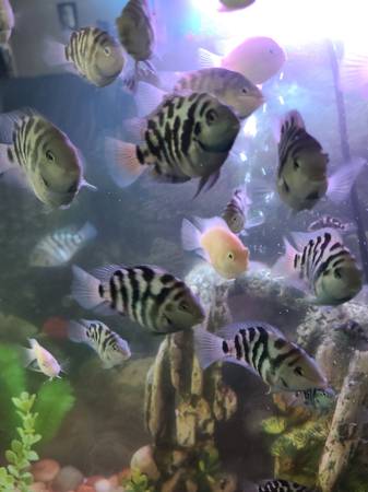 Convict Cichlids & Platinum Convict Cichlids Rehoming (Douglas)63978327244418120