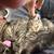 Free kittens 3 thumbnail