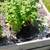 Catnip 2 thumbnail