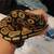 Ball Python 5 thumbnail