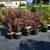 Arborvitae, Crape Myrtle, Sedum, Rose of Sharon, Beautyberry... $6.97 9 thumbnail