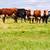 Feeder Steers 1 thumbnail