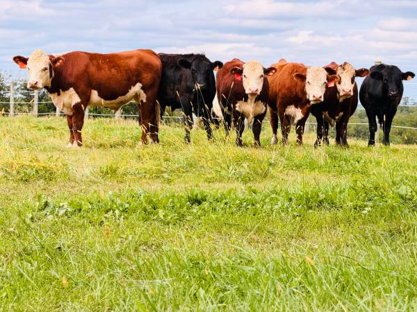 Feeder Steers 1