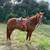 Horse 5 thumbnail