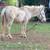 White Hinny 4 thumbnail