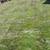 Maintenance and Landscaping services 3 thumbnail