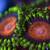 reef coral SPS, LPS, Zoas 2 thumbnail