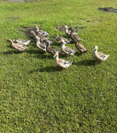 Ducks 1