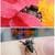 Jumping spider 5 thumbnail