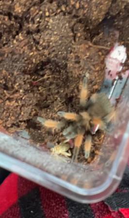 Tarantula 1