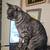Stunning female black tabby cat - Sofi 4 thumbnail
