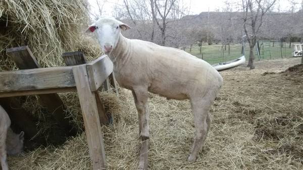 Polypay Ram 1