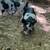 Piglets 6 thumbnail
