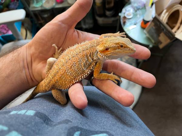 Bearded Dragon juvenile males (Bellingham)63613582581121121