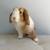 Baby Holland Lop Bunny/Bunnies/Rabbits/Rabbit 1 thumbnail