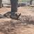 German shepherd 3 thumbnail