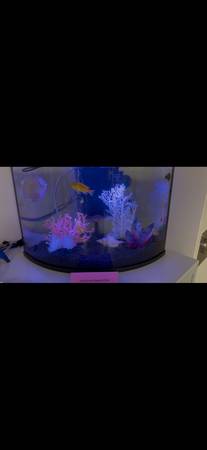 Free to a good home -Ciclids (West Linn)