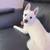 3 Pomskies need new home 1 thumbnail