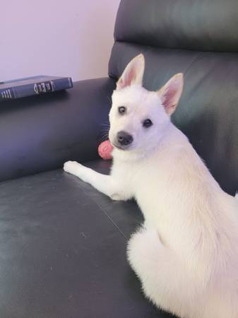 3 Pomskies need new home 1