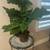 Plants and planter 2 thumbnail