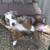Mini Australian shepherd (mini Aussie puppies) 4 thumbnail
