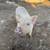 Potbelly Pig 6 thumbnail