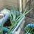 Large Aloe Vera Plant and about 30 Aloe Vera Plants 8" to 12" 1 thumbnail