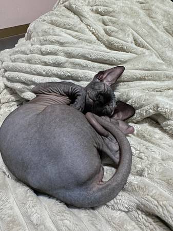 Missing Kitten Alert (Philadelphia)64047263503619122