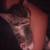 kitten 2 thumbnail