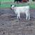 Calf 2 thumbnail
