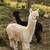Alpaca 6 thumbnail
