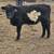 Luna!! 1 year old "uniquely marked" galloway belted heifer 2 thumbnail