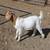 Boer Bucklings 1 thumbnail
