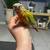 Pineapple conure 1 thumbnail