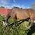 Appendix Quarter Horse Mare 3 thumbnail