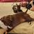 Red nosed Pit bull mix 6 thumbnail