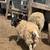 Sheep 1 thumbnail