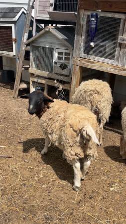 Sheep 1
