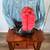 Beautiful Ariat Boots 2 thumbnail