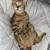 Siberian Savannah Kittens 8 thumbnail