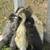Indian Runner Ducklings 5 thumbnail