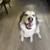Rehoming Siberian Husky 2 thumbnail