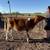 Registered Dairy Show heifers 2 thumbnail