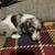 AKC chocolate dapple  piebald female 2 thumbnail
