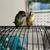 Bird cage and everything in it 4 thumbnail