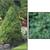 BALLED AND BURLAP EVERGREENS- ARBORVITAES- SHADE TREES AND MORE (SALE) 22 thumbnail