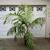 Mount Koghi Palms ///// Burretiokentia koghiensis 14 thumbnail