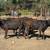 Angus Replacement Heifers 9 thumbnail