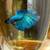 betta 4 thumbnail